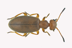 Sapintus fulvipes