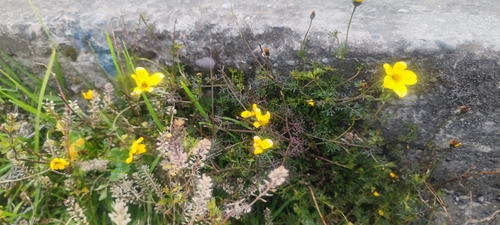 Bidens andicola, 2026-08-19