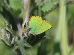 Callophrys rubi