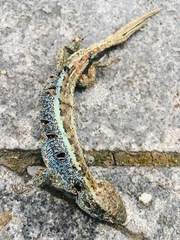Lacerta agilis