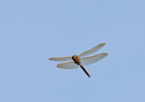 Brown Hawker