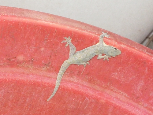 Flat-tailed House Gecko