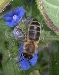Apis mellifera