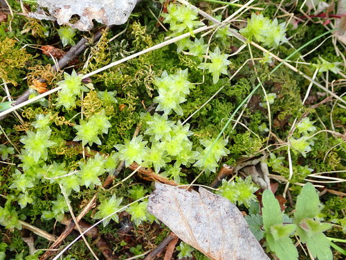 Vingialapė lapūnė