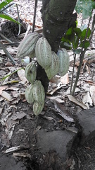 Theobroma cacao