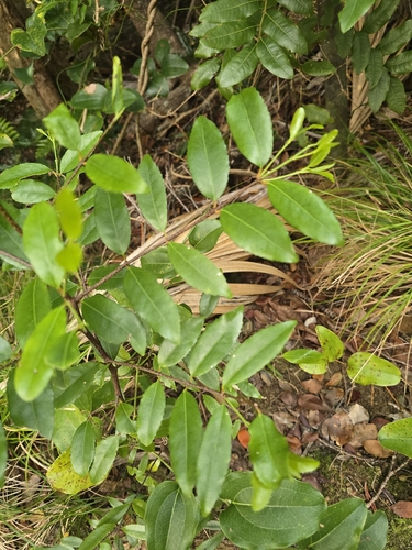 Elaeodendron curtipendulum observed 2026-08-16