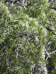 Afrocarpus falcatus
