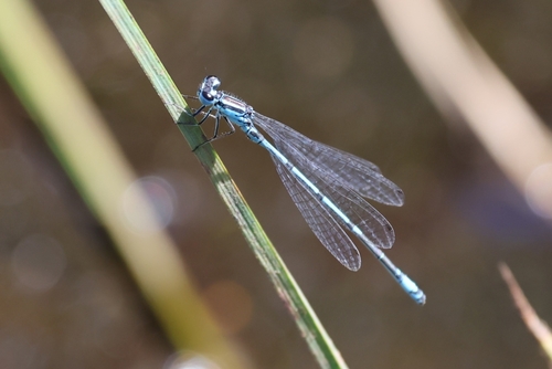 Azure Damselfly
