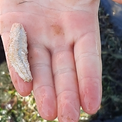 Eupentacta quinquesemita