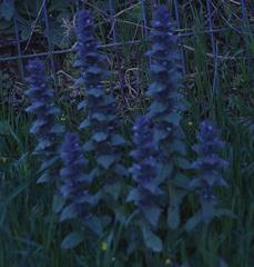 Ajuga orientalis