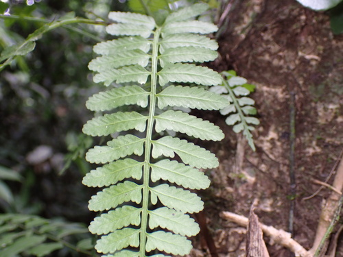 Asplenium tenerum observed 2026-08-10
