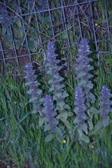 Ajuga orientalis