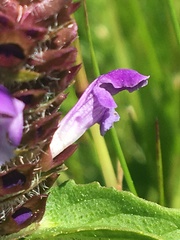 Prunella vulgaris vulgaris