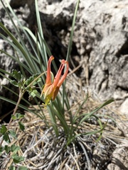 Aquilegia desertorum