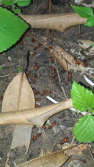 Syntermes molestus