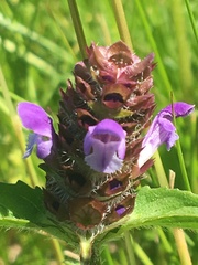 Prunella vulgaris vulgaris