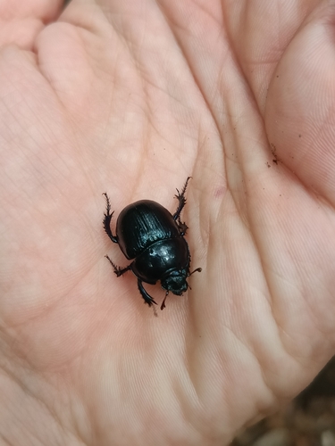 Woodland Dor Beetle