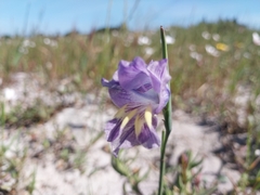 Gladiolus carinatus, photograph (c) De Waal Hugo, some rights reserved (CC BY)