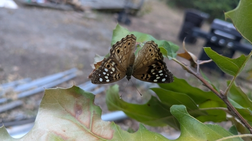 Hackberry Emperor