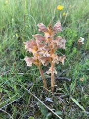 Orobanche lutea