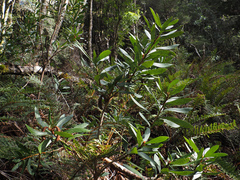Telopea truncata, photograph author not stated, no rights reserved