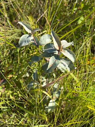 Silverberry