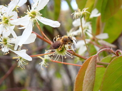 Andrena pruni