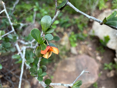 Putterlickia pyracantha, photograph (c) Caroline Voget, some rights reserved (CC BY)