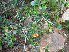 Putterlickia pyracantha, photograph (c) Caroline Voget, some rights reserved (CC BY)