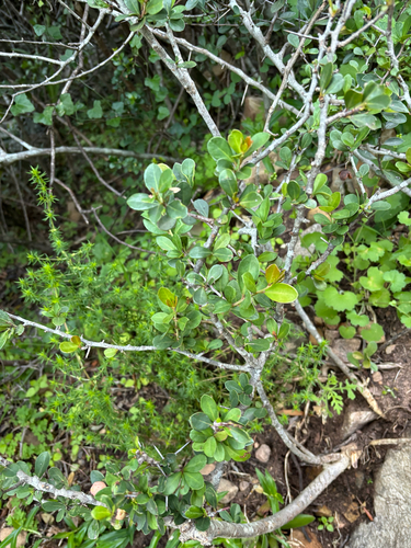 Putterlickia pyracantha, photograph 3