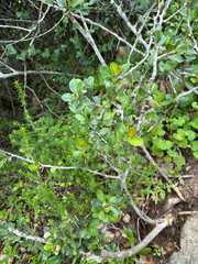 Putterlickia pyracantha, photograph (c) Caroline Voget, some rights reserved (CC BY)