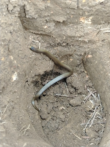Photo of a Michael Sabin’s Ground Snake (Atractus michaelsabini)