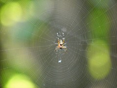 Araneae