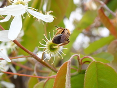 Andrena pruni