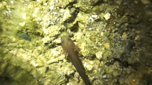 Oolong Fire-bellied Newt