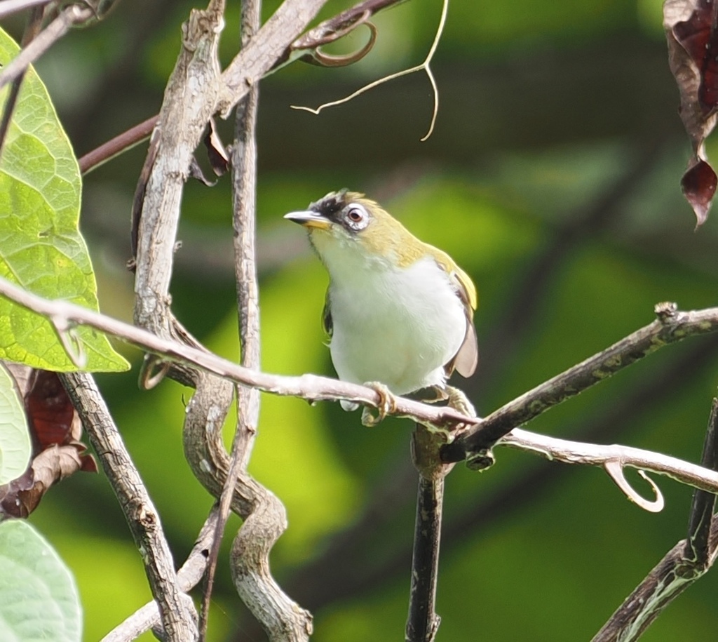 Kacamata halmahera (Zosterops atriceps)