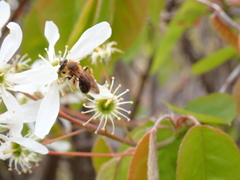 Andrena pruni