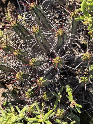 Euphorbia heptagona, photograph 5
