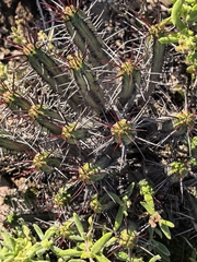 Euphorbia heptagona, photograph author not stated, no rights reserved