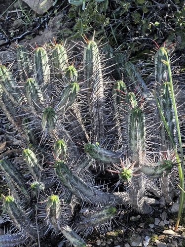 Euphorbia heptagona, photograph 6