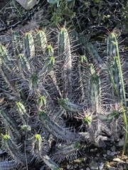 Euphorbia heptagona, photograph author not stated, no rights reserved