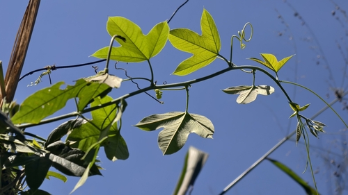 Passiflora setacea