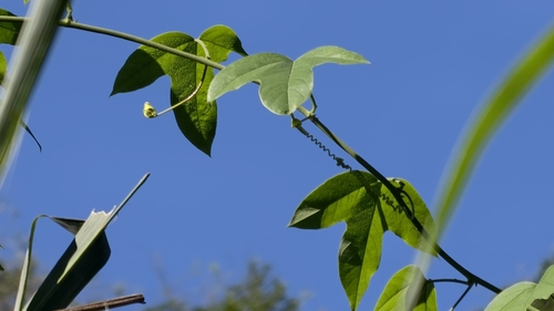 Passiflora setacea, photograph 1
