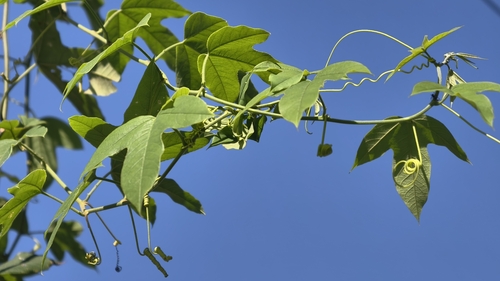 Passiflora setacea, photograph 2