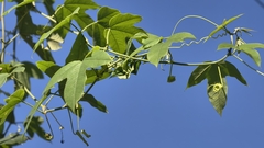 Passiflora setacea, photograph (c) fmunoz, some rights reserved (CC BY)