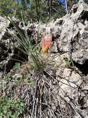 Aquilegia desertorum