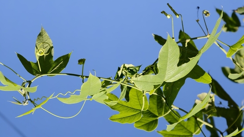 Passiflora setacea, photograph 3