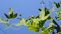 Passiflora setacea, photograph (c) fmunoz, some rights reserved (CC BY)