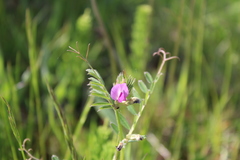 Vicia sativa