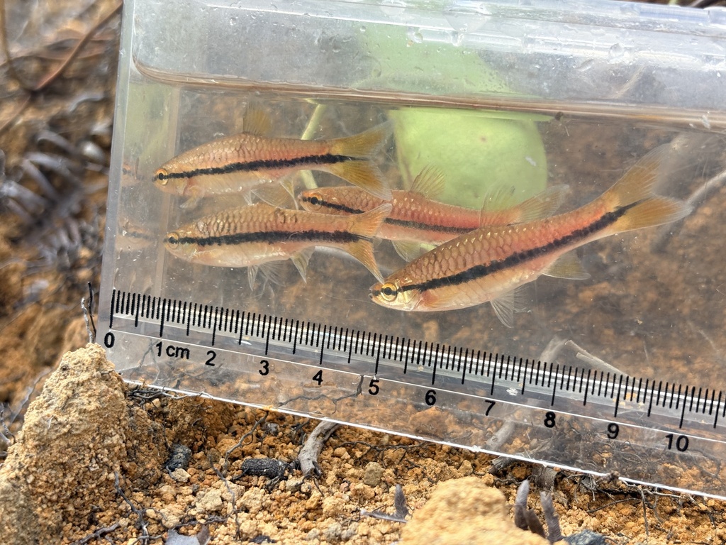 Rasbora einthovenii (Rasbora einthovenii)